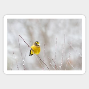 Evening Grosbeak - Algonquin Park Sticker